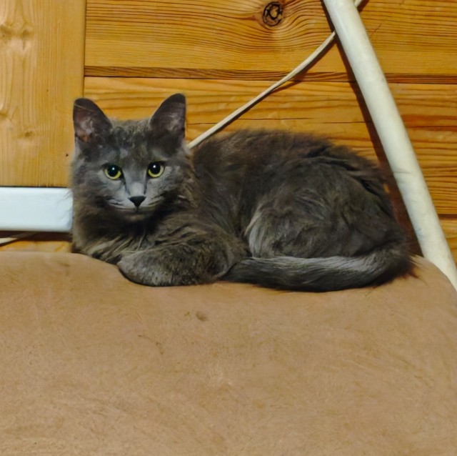 Наши коты