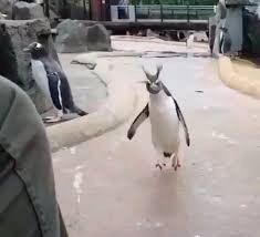 Отдам пингвина в хорошие руки.