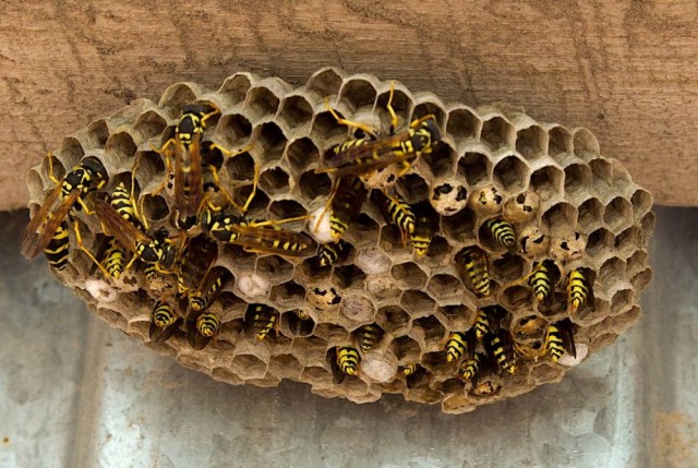 Осы: 5 пугающих видов. От маньяка-мясника до паразита в инжире