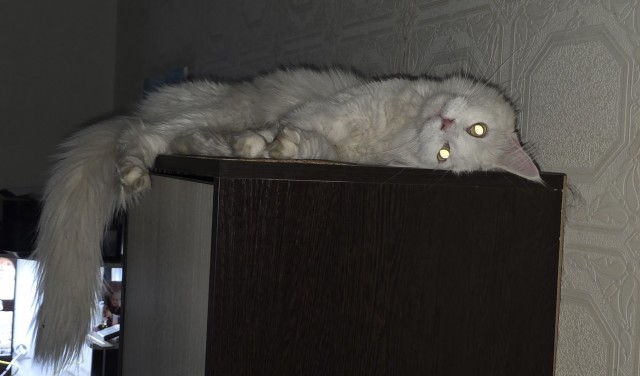 Яповцы в котовторник