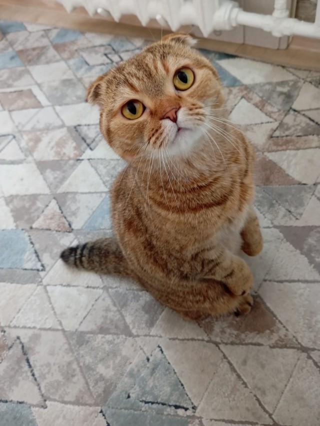 Котовторник
