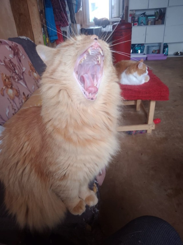 Сбежал кот!