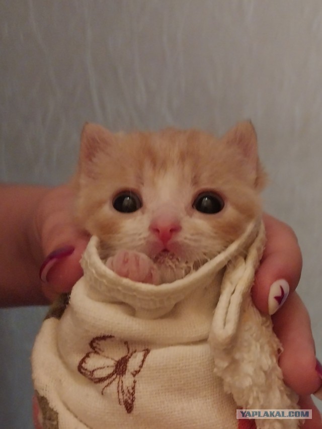 Персик он же Лютик, он же Лютый, он же Люся