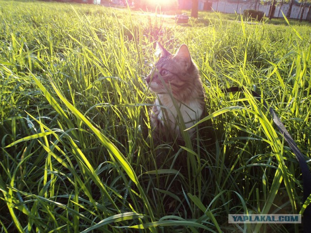 Кот-дурачок...