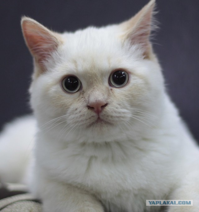 Котовторник 18.03.2014