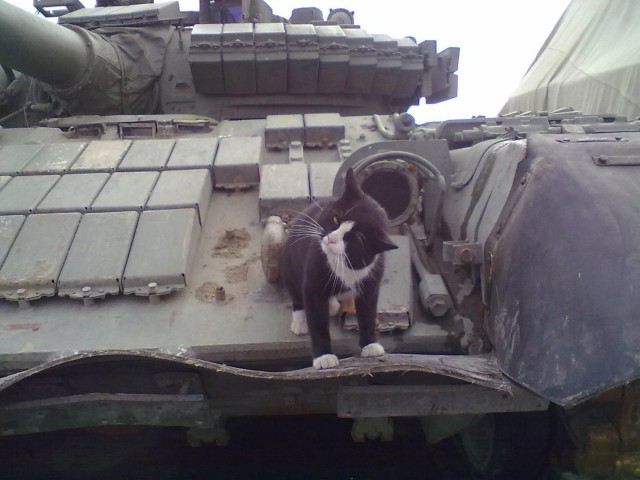 Кот танкист!