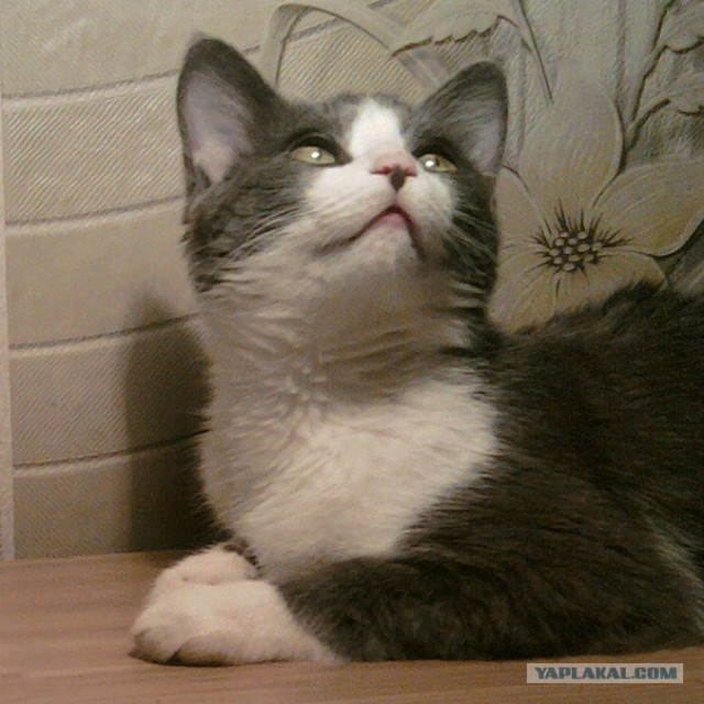 Сравнение выражения эмоций собак и кошек