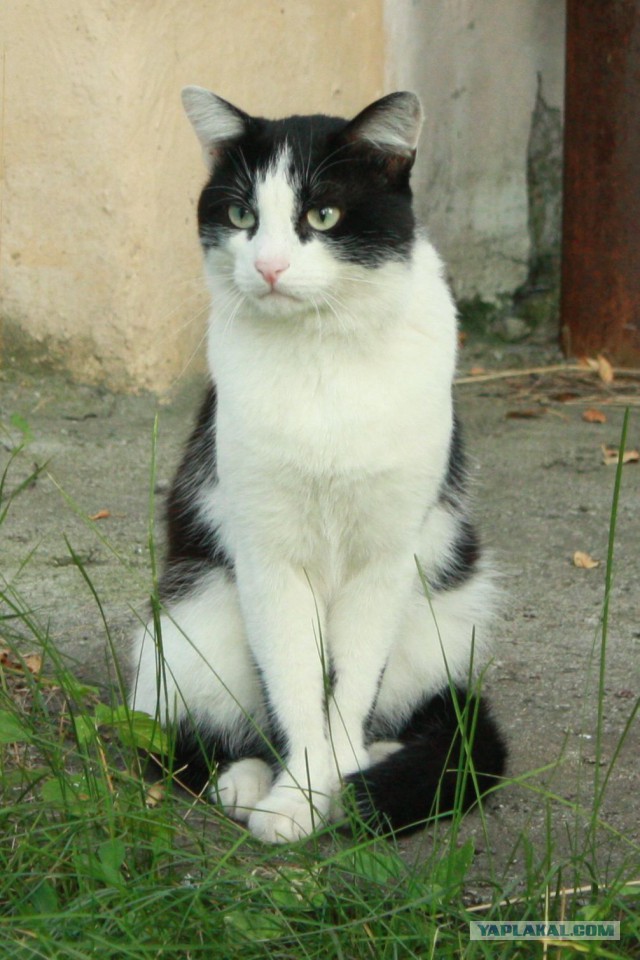 Котовторник 09.09.2014