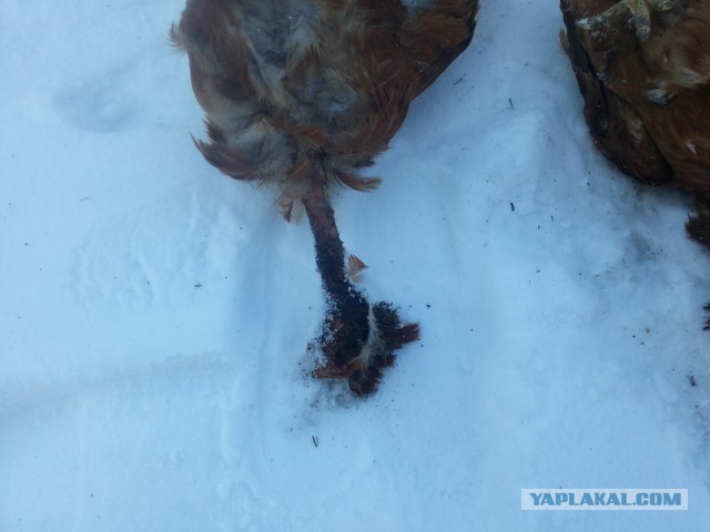 Охота на "Птичьего Дракулу"