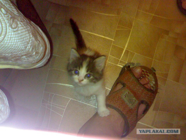 Котовторник