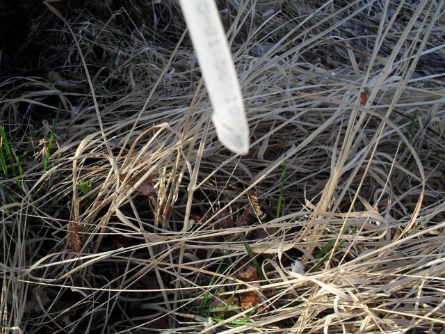 Сбор березового сока