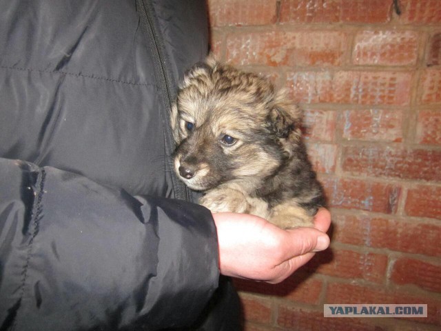 Знатоки собак подскажите плиз