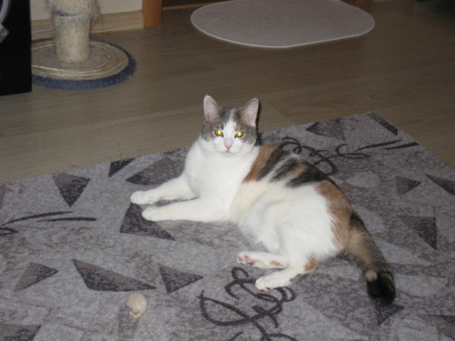 Котовторник