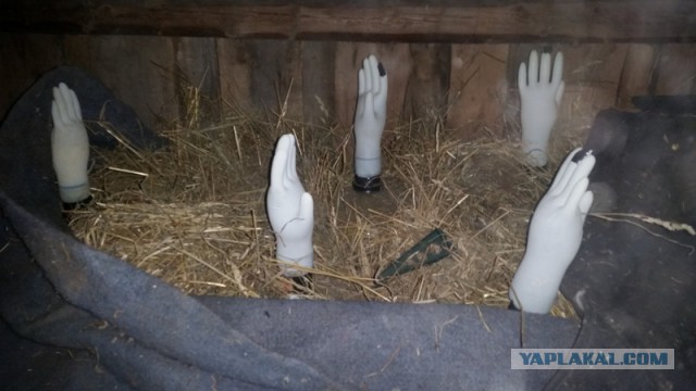 Самогоночка мандариновая.