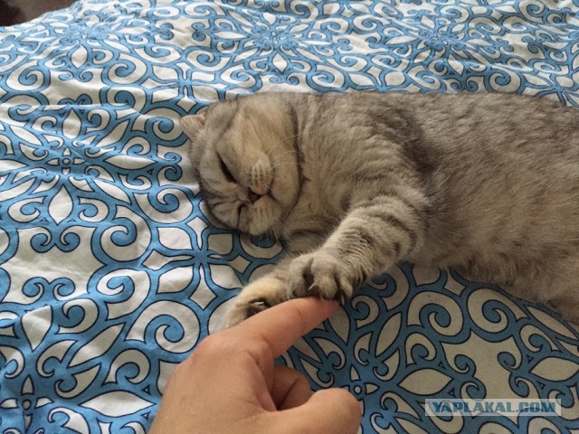 Котовторник