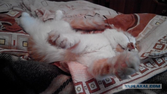 Котовторник 20.10.2015
