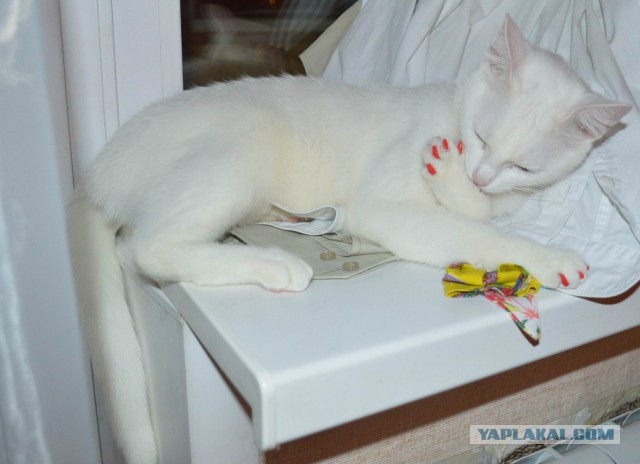 Котовторник 01.12.2015