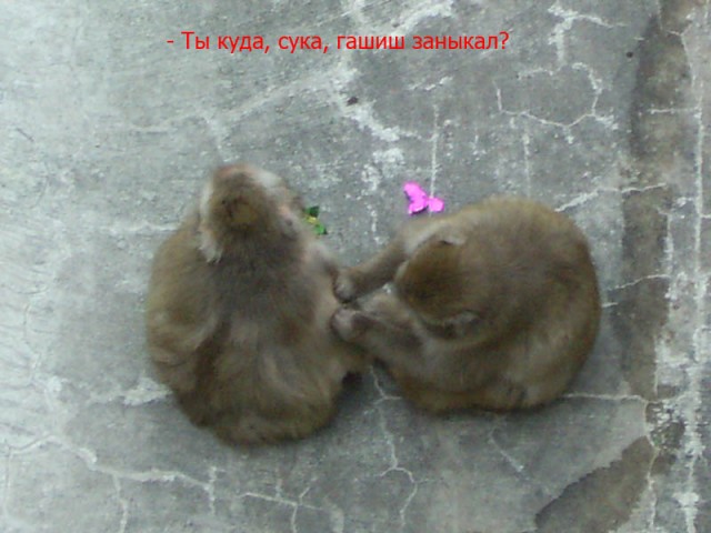 ГРЫЗУНЫ. Мыши, крысы, хомячки и т.д.
