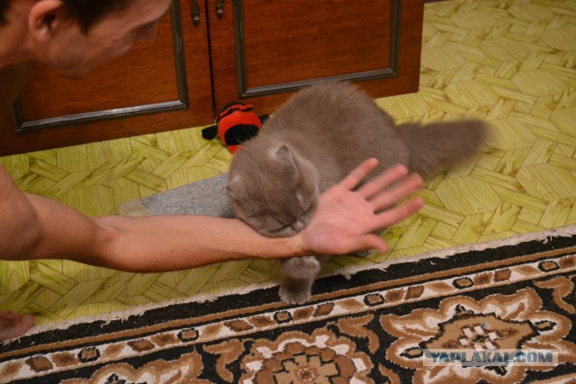 Когда терпение лопнуло