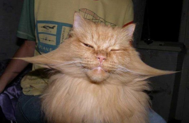 Демы к котовторнику!