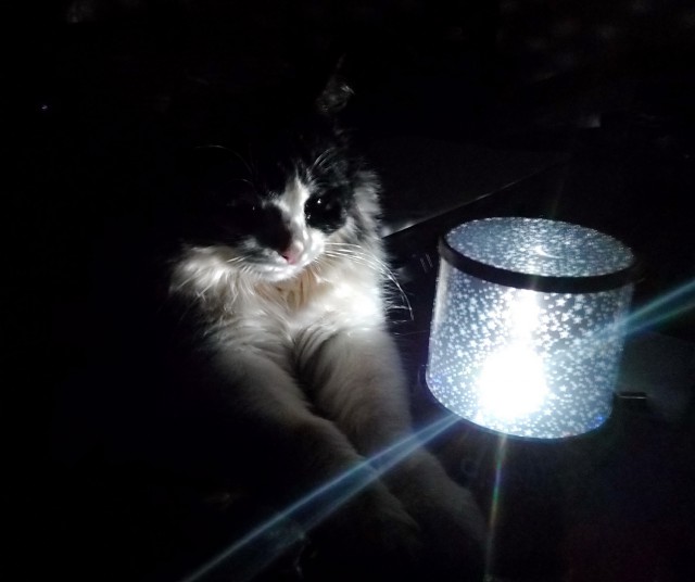 Коты из сети