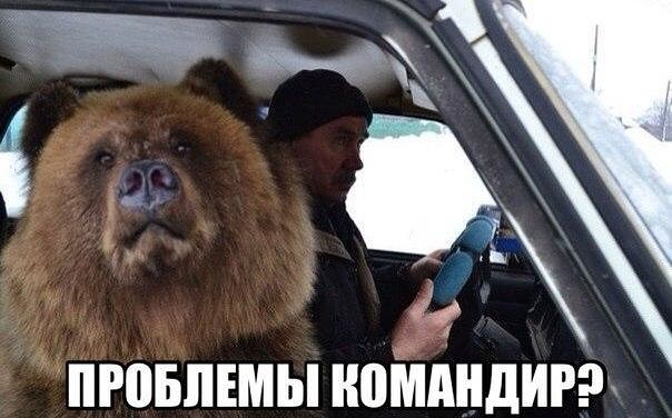 Подборка забавных животных