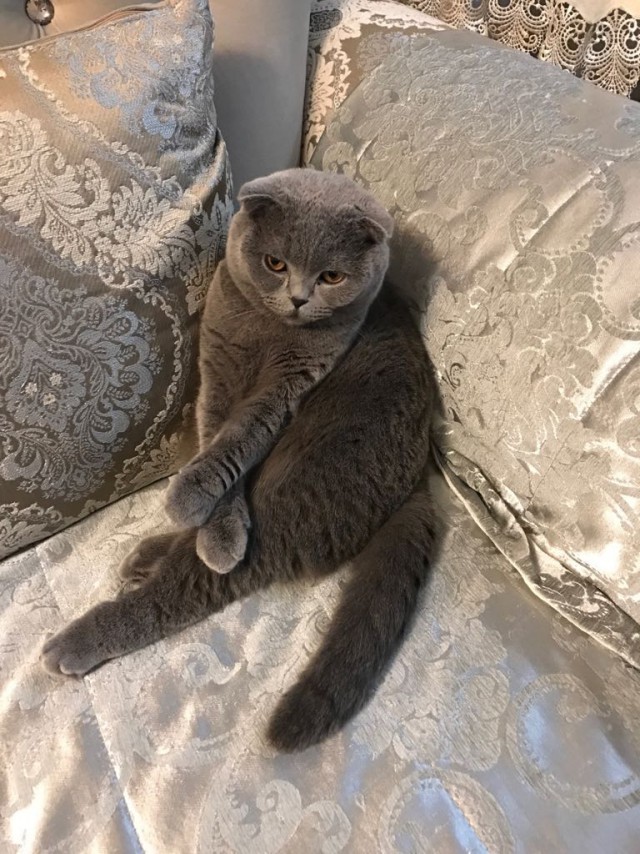Коты и Кошки