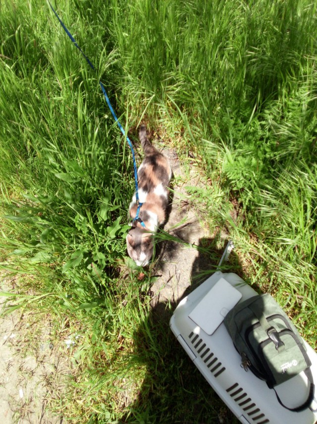 Котовторник 2.05.2017