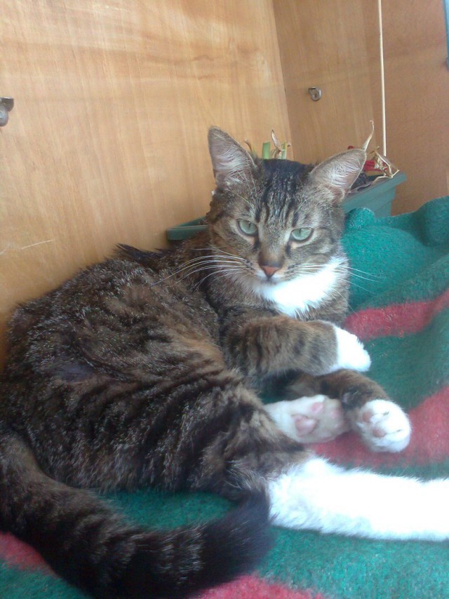Котовторник 1.08.17