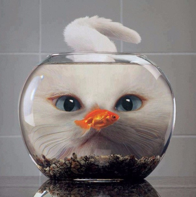 Коты и Кошки