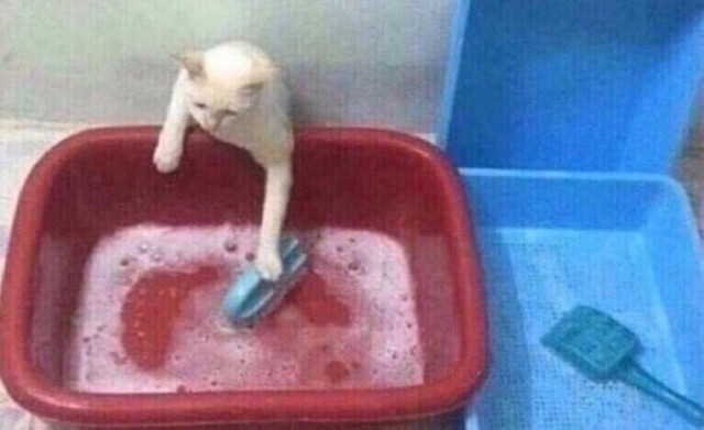 Коты и Кошки