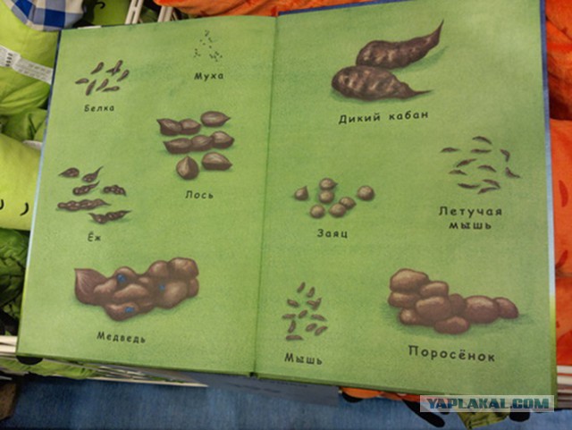 Осень, лес, грибы ... и не только ...