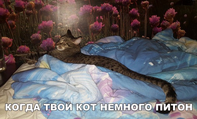 Коты и Кошки