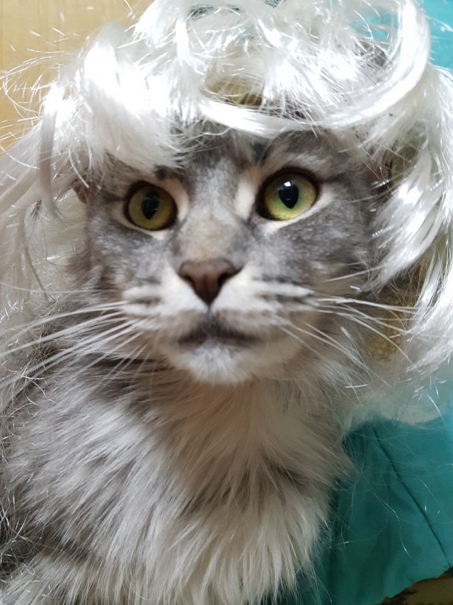 Котовторник 07.11.2017