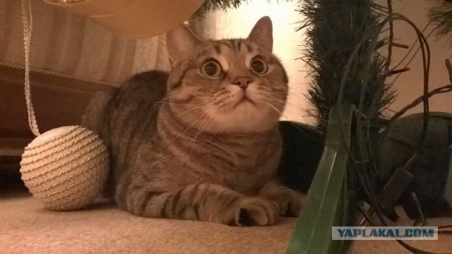 Фотографии кошек на новогодних елках начинают заполнять интернет