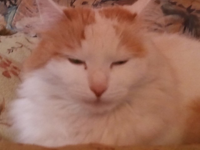 Котовторник!