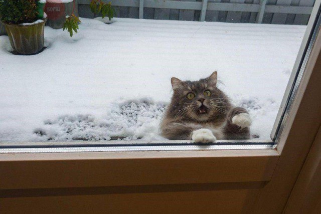 Прикольных котов пост