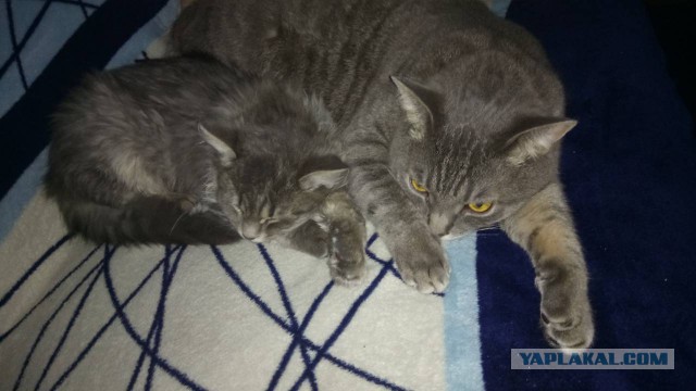 Котовторник  23.01.2018