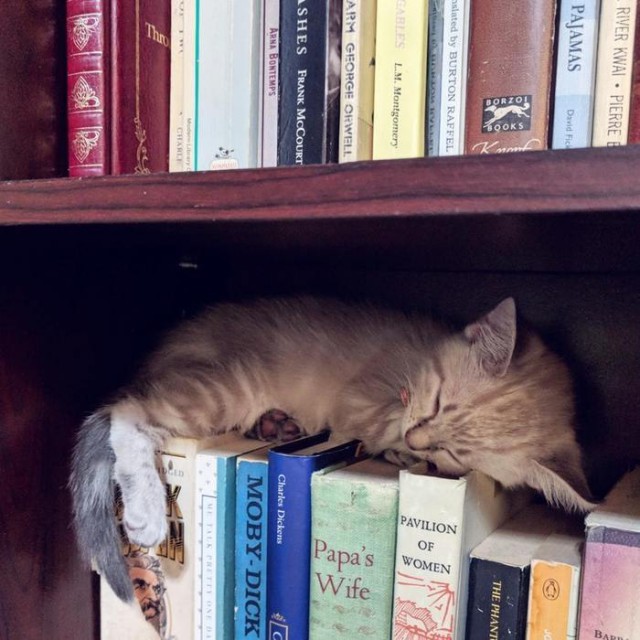 Прикольных котов пост