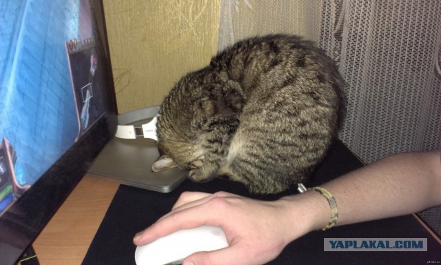 Коты застигнутые врасплох