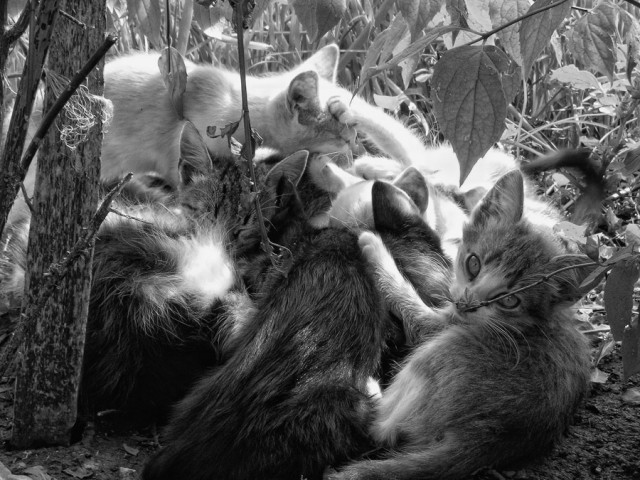 Котовторник: Кошки гаваны и другие!
