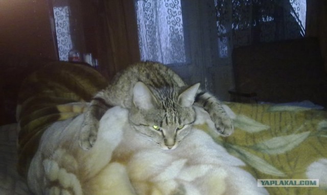 Котовторник (02.06.2009)