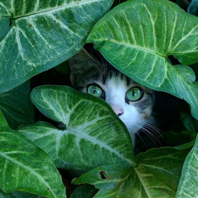 Немного милоты