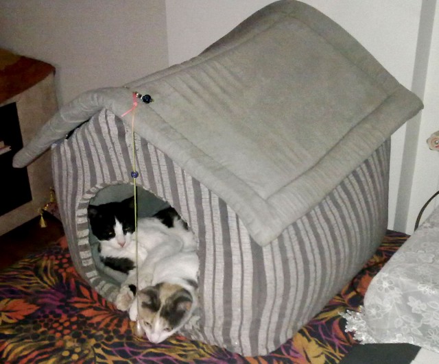 Котовторник 11.09.18.