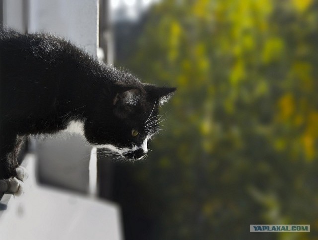 Котовторник - С праздником, котоводы!