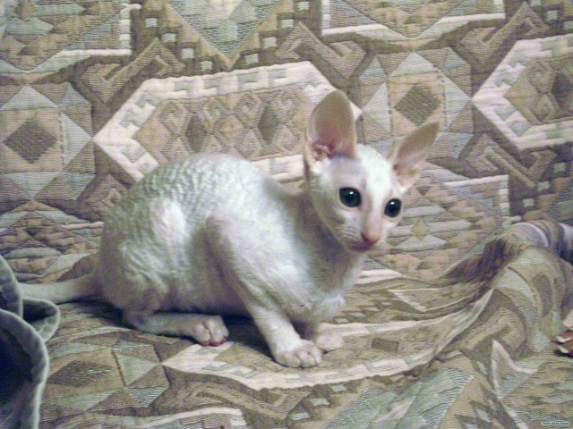 Выставка кошек