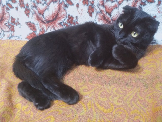 Немного милоты