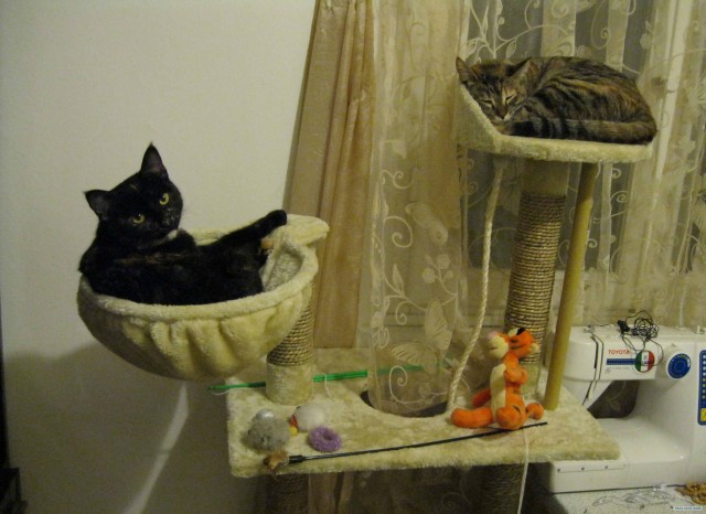 Котовторник (31.01.2012)