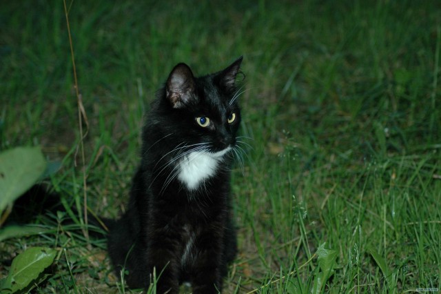 Котовторник (07.02.2012)