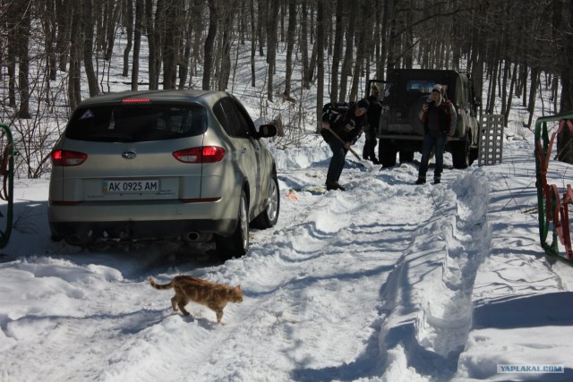 Котовторник 20.03.2012